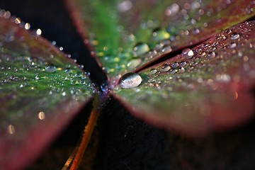 Image showing wet leaf