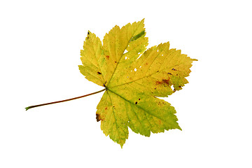 Image showing  leaves