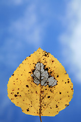 Image showing  leaves