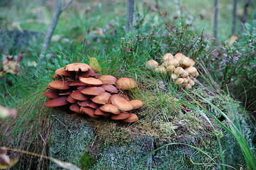 Image showing mushrooms