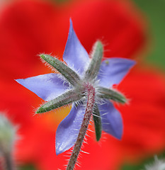 Image showing flower closeup