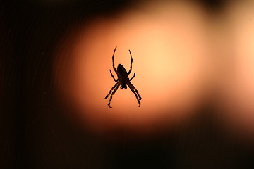 Image showing spider