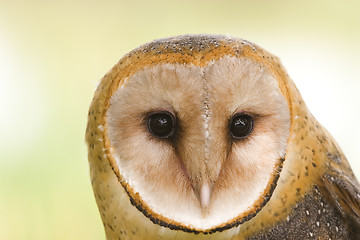 Image showing Barn owl face