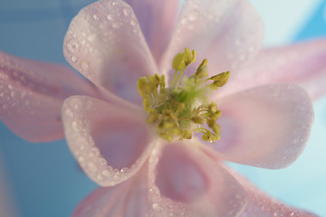 Image showing yellow flower closeup