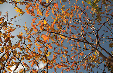 Image showing auntomn  leaves