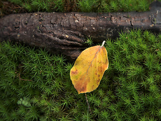 Image showing  leaves