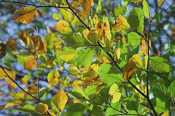 Image showing autumn leaves