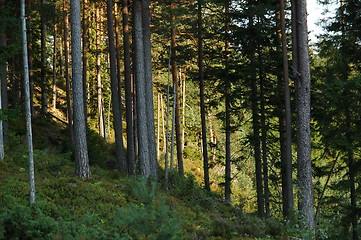 Image showing Late evening sun in the forest