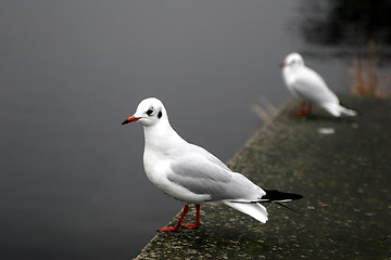 Image showing bird seagull