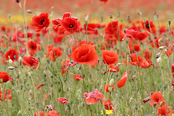 Image showing poppies