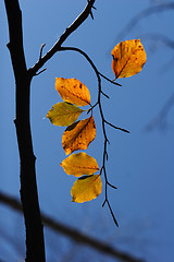 Image showing autumn leaves