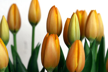 Image showing tulip