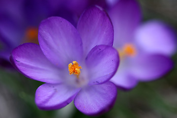 Image showing flowers