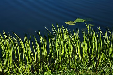 Image showing spring grass