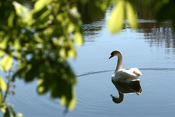 Image showing swans