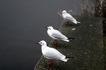 Image showing bird seagull