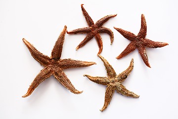 Image showing starfish