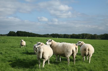 Image showing sheep