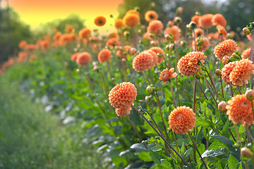 Image showing flowers