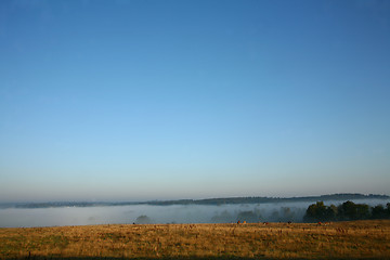 Image showing Danish cows in the fog