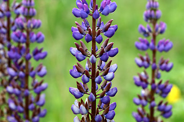 Image showing lupin flower closeup