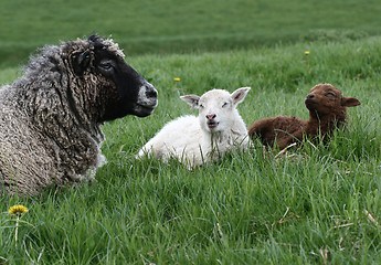 Image showing sheep