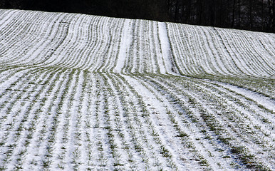 Image showing  winter field