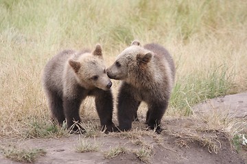 Image showing Brown bear