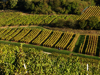 Image showing alsacian vineyards