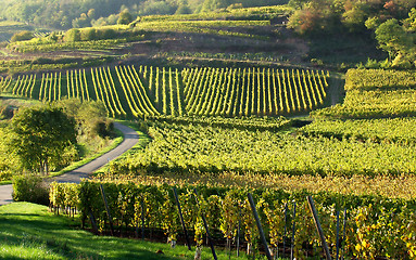 Image showing alsacian vineyards