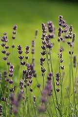 Image showing LAVANDER