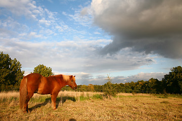 Image showing danish horses