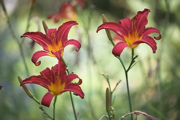 Image showing flower closeup