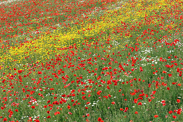 Image showing poppies