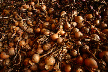 Image showing onions