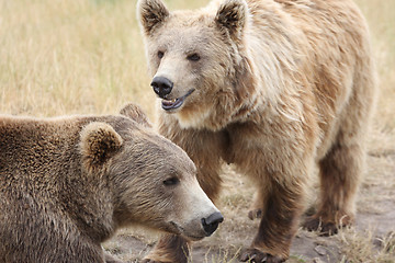 Image showing Brown bear