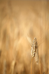 Image showing corn fleld