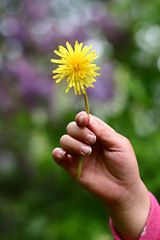 Image showing dandelion child