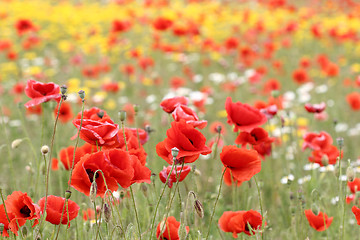 Image showing poppies