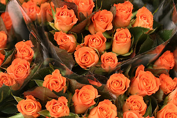 Image showing  rose
