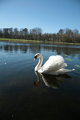 Image showing Swan