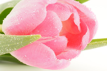 Image showing Bud of Spring pink tulips close up