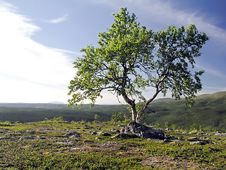 Image showing Tree and Sky