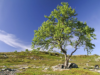 Image showing Tree and Sky