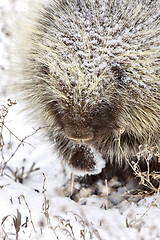 Image showing Porcupine in Winter