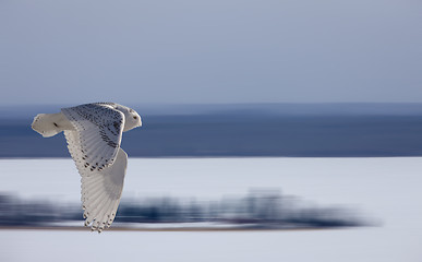 Image showing Snowy Owl in Flight