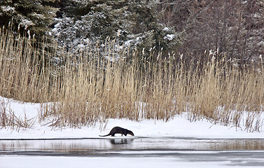 Image showing Otter in Winter