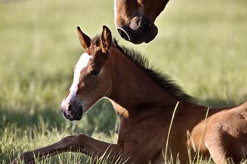 Image showing Colt newborn in field