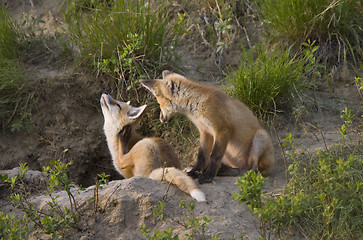 Image showing Young Fox Kit