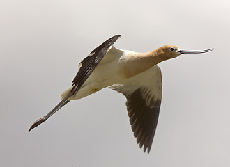 Image showing Avocet in Saskatchewan Canada in flight